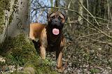 BULLMASTIFF 385